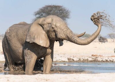 Pourquoi le moment du bain est-il si important chez les éléphants ?