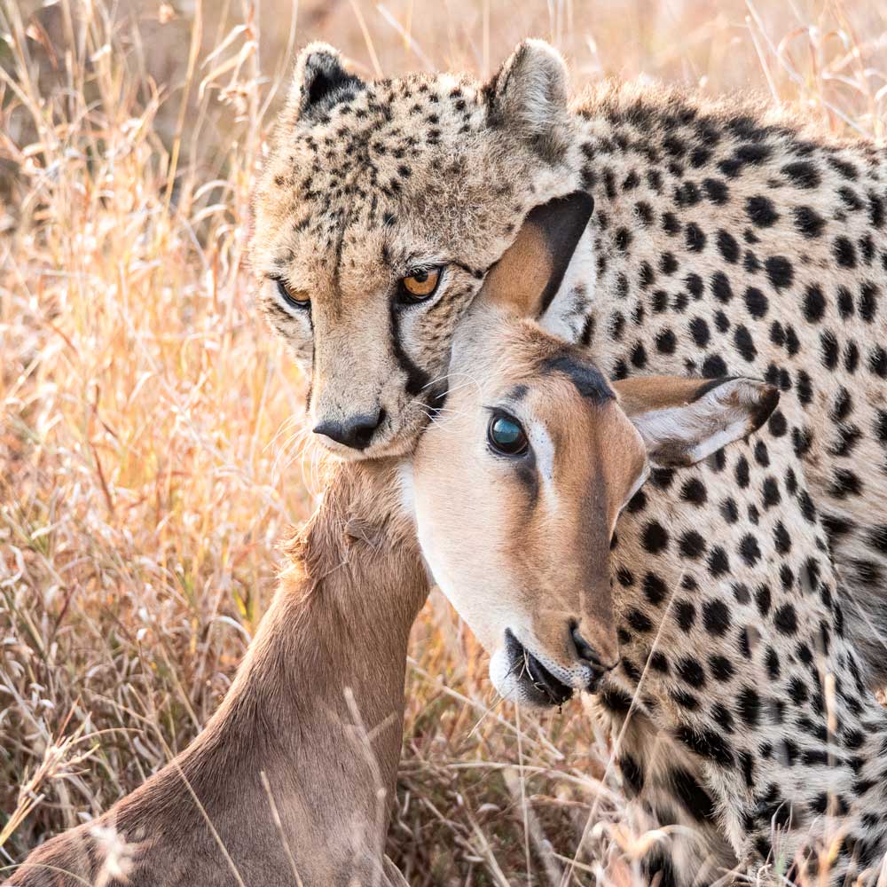 Safari photo, photographier la faune africaine