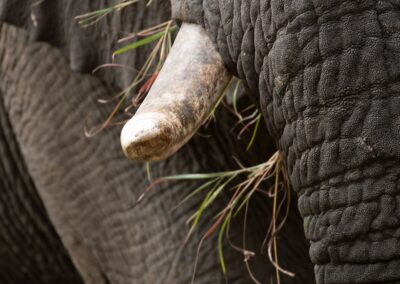 Safari en savane - Eléphant
