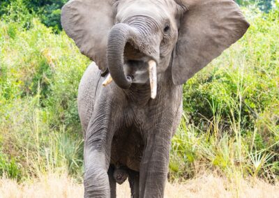 Safari en savane - Elephant