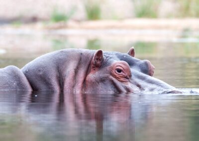 Safari en savane - Hippopotame
