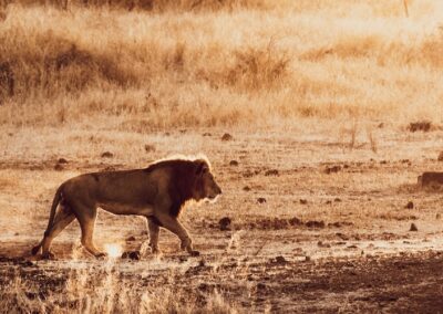 Safari en savane - Lion