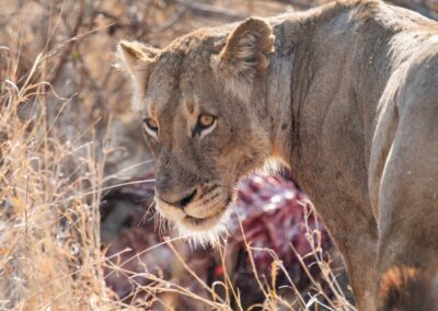 Safari en savane - Lionne