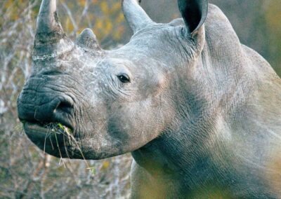 Safari en savane - Rhinoceros